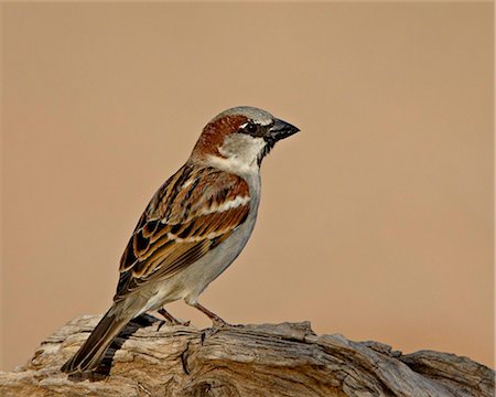 House sparrow (Passer domesticus), The Pond, Amado, Arizona, United States of America, North America Foto de stock - Con derechos protegidos, Código: 841-05783989