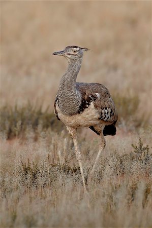 simsearch:841-03490287,k - Kori bustard (Ardeotis kori), Kgalagadi Transfrontier Park, encompassing the former Kalahari Gemsbok National Park, South Africa, Africa Foto de stock - Con derechos protegidos, Código: 841-05783983