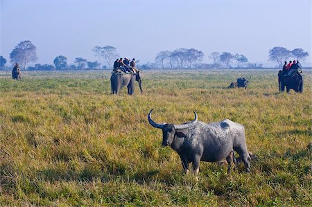 Touristen auf einen Elefanten beobachten asiatischer Wasser-Büffel (Bubalus Bubalis), Kaziranga-Nationalpark, UNESCO Weltkulturerbe, Assam, nordöstlichen Indien, Indien, Asien Stockbilder - Lizenzpflichtiges, Bildnummer: 841-05794875