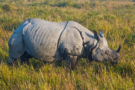 rinoceronte - Indian Rhinoceros (Rhinoceros unicornis), Kaziranga National Park, UNESCO World Heritage Site, Assam, Northeast India, India, Asia Foto de stock - Con derechos protegidos, Código: 841-05794872