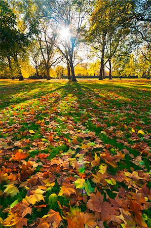 fall leaves - Hyde Park in autumn, London, England, United Kingdom, Europe Stock Photo - Rights-Managed, Code: 841-05795606