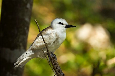 Large white tern (Gygis alba) chick, Lord Howe Island, UNESCO World Heritage Site, New South Wales, Australia, Pacific Fotografie stock - Rights-Managed, Codice: 841-05795806