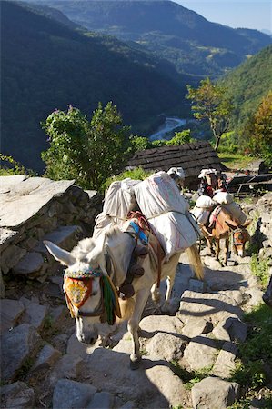 pack animal - Mule train on trek from Ghandruk to Nayapul, Annapurna Sanctuary Region, Nepal, Asia Stock Photo - Rights-Managed, Code: 841-05795838