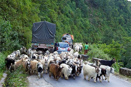 Mongolian goats travelling overland causing traffic jam on Himalayan road between Pokhara and Nayapul, Nepal, Asia Stock Photo - Rights-Managed, Code: 841-05795831