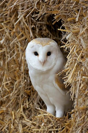 Barn owl ( Tyto alba), captive, in bales of straw, Barn Owl Centre, Gloucestershire, England, United Kingdom, Europe Stock Photo - Rights-Managed, Code: 841-05795874