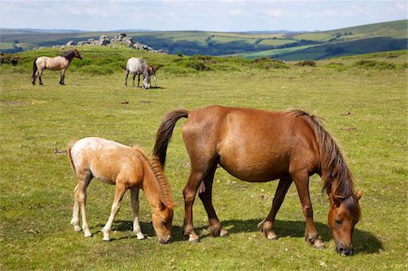 Dartmoor ponies and foals near Hound Tor, in summer sunshine, Devon, England, United Kingdom, Europe Foto de stock - Con derechos protegidos, Código: 841-05796069