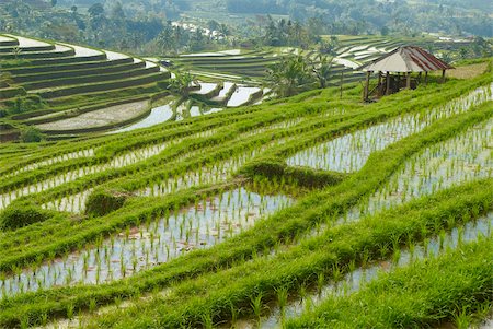 simsearch:841-05796831,k - Rice fields, Bali Island, Indonesia, Southeast Asia, Asia Foto de stock - Con derechos protegidos, Código: 841-05796327