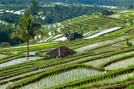 simsearch:841-05796831,k - Rice terraces, Bali, Indonesia, Southeast Asia, Asia Foto de stock - Con derechos protegidos, Código: 841-05796438