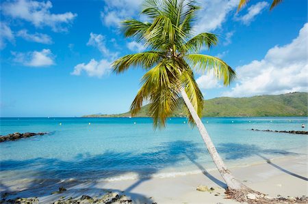 palm tree beach - Beach and palm tree near the Club Mediterannee hotel, Le Marin, Martinique, French Overseas Deparrment, Windward Islands, West Indies, Caribbean, Central America Stock Photo - Rights-Managed, Code: 841-05796481