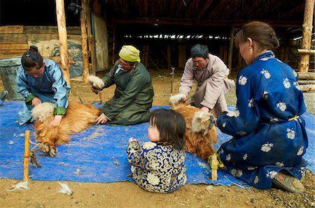 simsearch:841-05796510,k - Mongolian nomads shearing cashmere off their goats, Province of Arkhangai, Mongolia, Central Asia, Asia Stock Photo - Rights-Managed, Code: 841-05796512