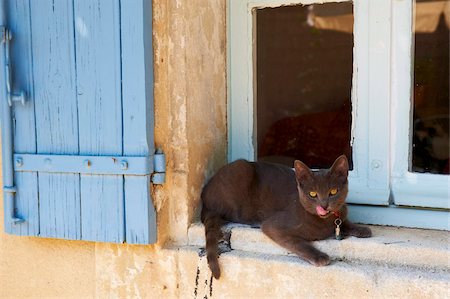 Chat Chartreux, Saignon village, Luberon, Provence, Vaucluse, France, Europe Photographie de stock - Rights-Managed, Code: 841-05796674