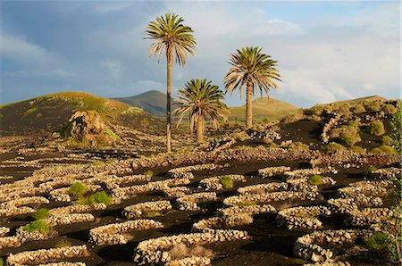 Vineyard near Yaiza, La Geria, Reserve of Biosphere, Lanzarote, Canary Islands, Spain, Europe Stock Photo - Rights-Managed, Code: 841-05796805