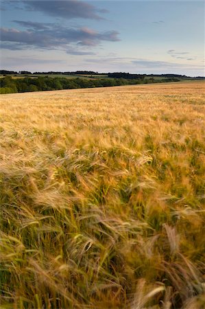 simsearch:841-03870026,k - A summer evening in countryside at Sedgeford, Norfolk, England, United Kingdom, Europe Stock Photo - Rights-Managed, Code: 841-05796898