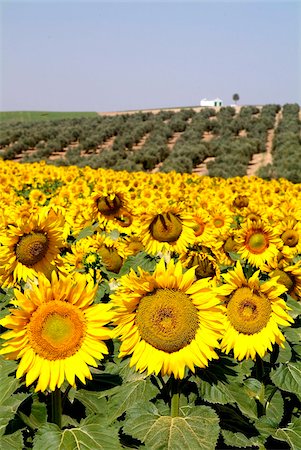 Sunflower field near Cordoba, Andalusia, Spain, Europe Foto de stock - Con derechos protegidos, Código: 841-05846035