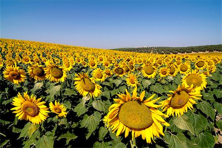 sunflower - Champ de tournesols près de Cordoue, Andalousie, Espagne, Europe Photographie de stock - Rights-Managed, Code: 841-05846036