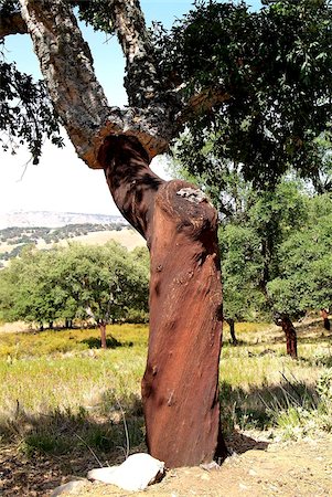 Cork oak, Grazalema, Sierra de Zafalgar, Andalusia, Spain, Europe Foto de stock - Con derechos protegidos, Código: 841-05846042