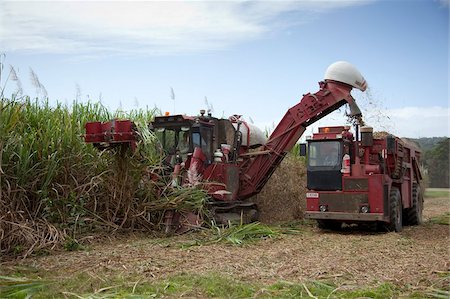 sucre - Harvesting sugar cane, Mossman, Port Douglas, Queensland, Australia, Pacific Foto de stock - Con derechos protegidos, Código: 841-05846109