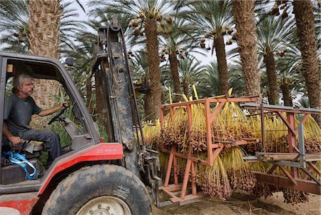 Date picking in kibbutz Samar, Southern Arava valley, Israel, Middle East Fotografie stock - Rights-Managed, Codice: 841-05846115