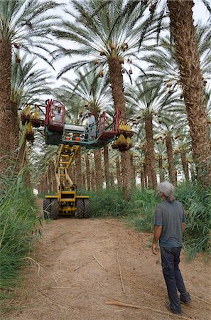 palma da dattero - Date picking in kibbutz Samar, Southern Arava valley, Israel, Middle East Fotografie stock - Rights-Managed, Codice: 841-05846116