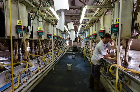 Milking Parlour, Automated Milking Institute, Samar kibbutz, Arava Valley, Israel, Middle East Stock Photo - Rights-Managed, Code: 841-05846118