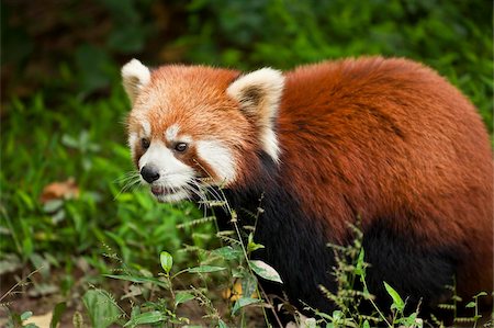 red pandas - Red Panda (Ailurus fulgens), Panda Breeding and Research Centre, Chengdu, Sichuan province, China, Asia Stock Photo - Rights-Managed, Code: 841-05846166