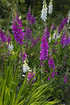 Digitales exposée au Furzey jardins, Minstead, New Forest, Hampshire, Angleterre, Royaume-Uni, Europe Photographie de stock - Rights-Managed, Code: 841-05846423