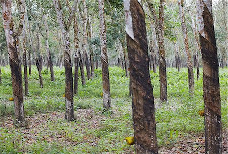 Rubber trees, Kebun Kandeng Lembu Plantation, Kalibaru, Java, Indonesia, Southeast Asia, Asia Foto de stock - Con derechos protegidos, Código: 841-05846495