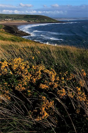 Looking across Croyde Bay from Baggy Point, north Devon, England, United Kingdom, Europe Stock Photo - Rights-Managed, Code: 841-05846607