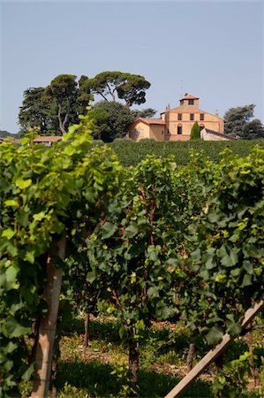 parma - Vineyard near Parma, Emilia Romagna, Italy, Europe Foto de stock - Con derechos protegidos, Código: 841-05847942