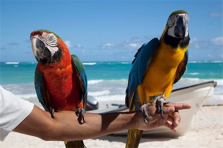 papagaio (pássaro) - Two parrots, Bavaro Beach, Punta Cana, Dominican Republic, West Indies, Caribbean, Central America Foto de stock - Direito Controlado, Número: 841-05848378