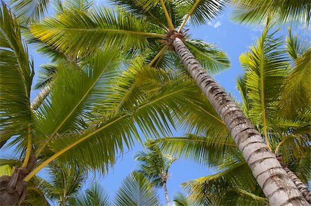 punta cana - Palm trees, Punta Cana, Dominican Republic, West Indies, Caribbean, Central America Stock Photo - Rights-Managed, Code: 841-05848371