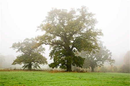 Autumn trees at Jacob Smith Park, Knaresborough, North Yorkshire, Yorkshire, England, United Kingdom, Europe Stock Photo - Rights-Managed, Code: 841-05848455