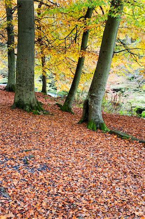 simsearch:841-05962830,k - Autumn trees and fallen leaves in Strid Wood, Bolton Abbey, Yorkshire, England, United Kingdom, Europe Stock Photo - Rights-Managed, Code: 841-05848459