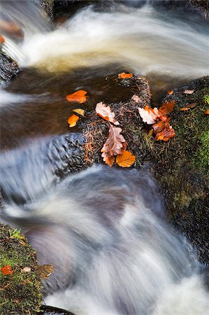 simsearch:841-06806381,k - Autumn leaves in Posforth Gill, Bolton Abbey, Yorkshire, England, United Kingdom, Europe Stock Photo - Rights-Managed, Code: 841-05848474