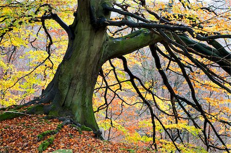 Autumn tree, Bolton Abbey, Yorkshire, England, United Kingdom, Europe Foto de stock - Con derechos protegidos, Código: 841-05848476