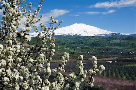 sicily etna - Blossom and Mount Etna, near Cesaro, Sicily, Italy, Europe Stock Photo - Rights-Managed, Code: 841-05848587