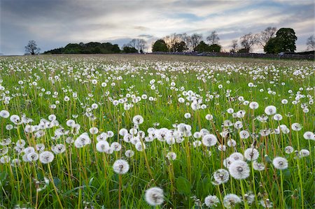 stow-on-the-wold - Field of dandelion seedheads near Stow on the Wold, Gloucestershire, Cotswolds, England, United Kingdom, Europe Foto de stock - Direito Controlado, Número: 841-05848723