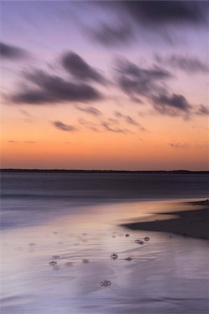 Ghost crabs at dusk on Kizingo beach, Lamu Island, Kenya, East Africa, Africa Foto de stock - Direito Controlado, Número: 841-05848797