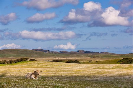 Highland cow in a field of buttercups and clover on the Hebridean Island of Islay, with the Braigo Cliffs in the distance, Isle of Islay, Hebrides, Scotland, United Kingdom, Europe Stock Photo - Rights-Managed, Code: 841-05848798