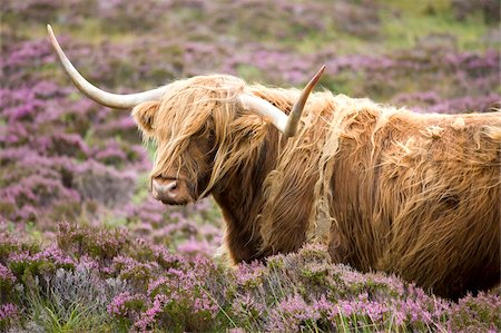 Vache Highland pâturage entre heather près Drinan, sur la route à Elgol, Isle of Skye, Highlands, Ecosse, Royaume-Uni, Europe Photographie de stock - Rights-Managed, Code: 841-05959739