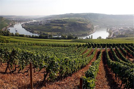 River Mosel and vineyards near Grevenmacher, Mosel Valley, Luxembourg, Europe Foto de stock - Con derechos protegidos, Código: 841-05960199