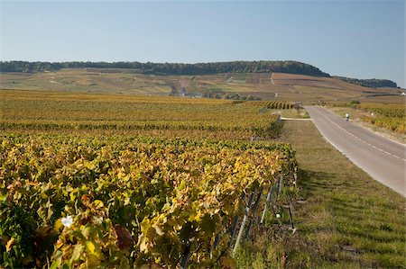 simsearch:841-06033451,k - Vineyards near Avize, Champagne-Ardenne, France, Europe Fotografie stock - Rights-Managed, Codice: 841-05960499