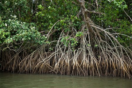 Mangroves, Port Douglas, Queensland, Australia, Pacific Foto de stock - Direito Controlado, Número: 841-05960529