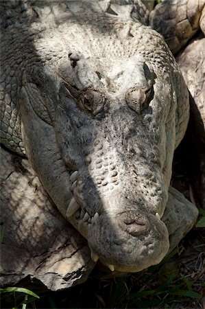 Estuarine crocodile (Crocodylus porosus), The Wildlife Habitat, Port Douglas, Queensland, Australia, Pacific Stock Photo - Rights-Managed, Code: 841-05960534