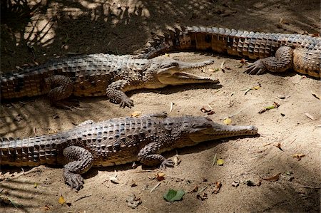 Freshwater crocodiles (Crocodylus johnstoni), The Wildlife Habitat, Port Douglas, Queensland, Australia, Pacific Stock Photo - Rights-Managed, Code: 841-05960535