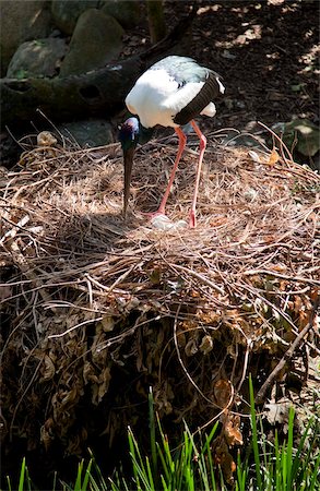 Black-necked stork (Ephippiorhynchus asiaticus) on nest with eggs, The Wildlife Habitat, Port Douglas, Queensland, Australia, Pacific Stock Photo - Rights-Managed, Code: 841-05960537