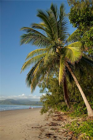 Four Mile Beach mit Kokospalmen, Port Douglas, Queensland, Australien, Pazifik Stockbilder - Lizenzpflichtiges, Bildnummer: 841-05960539