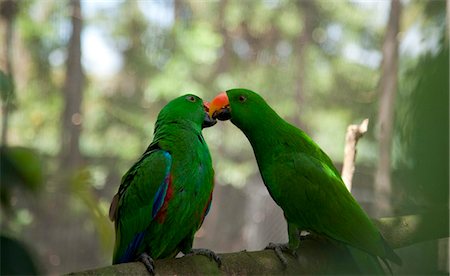 simsearch:841-05795807,k - Männliche Eclectus Papageien (Eclectus Roratus), der Lebensraum für Wildtiere, Port Douglas, Queensland, Australien, Pazifik Stockbilder - Lizenzpflichtiges, Bildnummer: 841-05960533