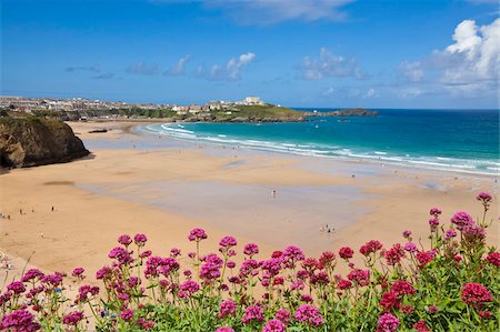 simsearch:841-05960799,k - Plage de Newquay avec valériane en avant-plan, Cornwall, Angleterre, Royaume-Uni, Europe Photographie de stock - Rights-Managed, Code: 841-05960642