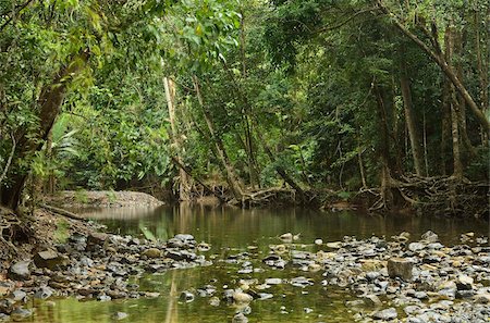 pond - Emmagen Creek crossing, Daintree National Park, UNESCO World Heritage Site, Queensland, Australia, Pacific Stock Photo - Rights-Managed, Code: 841-05960840